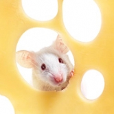 mr.Mouse