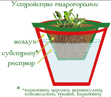 выращивание растений на гидропонике