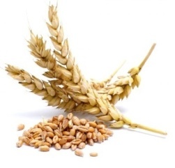 фьючерсные контракты на пшеницу
