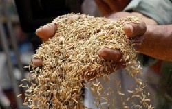 Перспективы фьючерсов на рис
