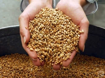 На Московской бирже теперь можно торговать зерном