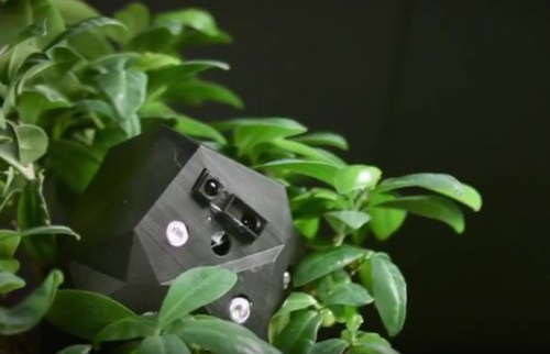Flora Robotica: симбиоз растений и роботов